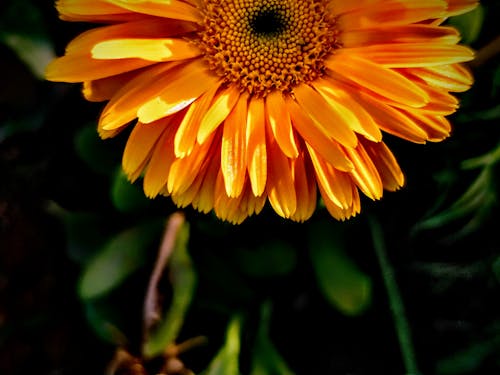 Photos gratuites de ensoleillement, fleur, jaune