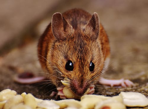 бесплатная Коричневая крыса ест арахис Стоковое фото