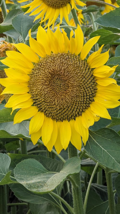 Foto d'estoc gratuïta de flor, fons de pantalla per al mòbil, gira-sol