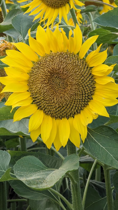 A large sunflower with many leaves and flowers