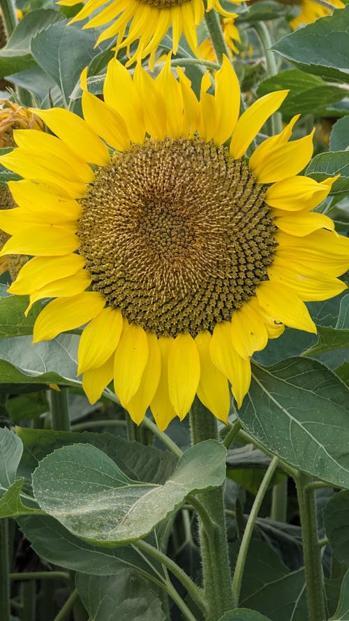 A large sunflower with many leaves and flowers