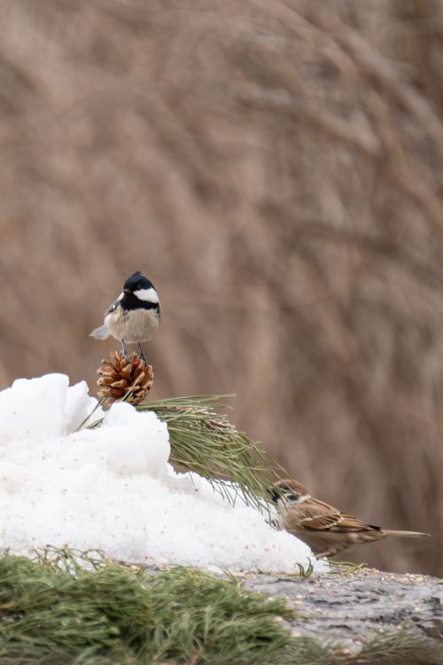 Free A sparrow perched on a pine cone surrounded by snow, capturing winter's tranquility. Stock Photo