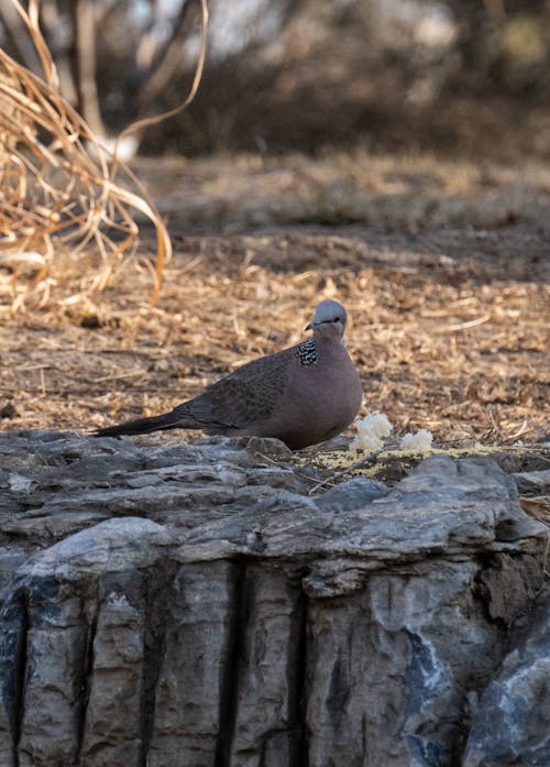 Immagine gratuita di colomba, focus selettivo, fotografia di animali