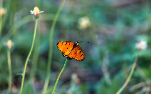 Free Orange Butterfly Stock Photo