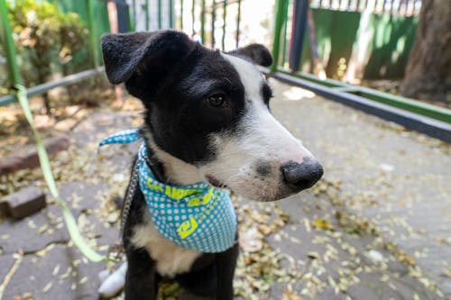 A black and white dog wearing a bandana