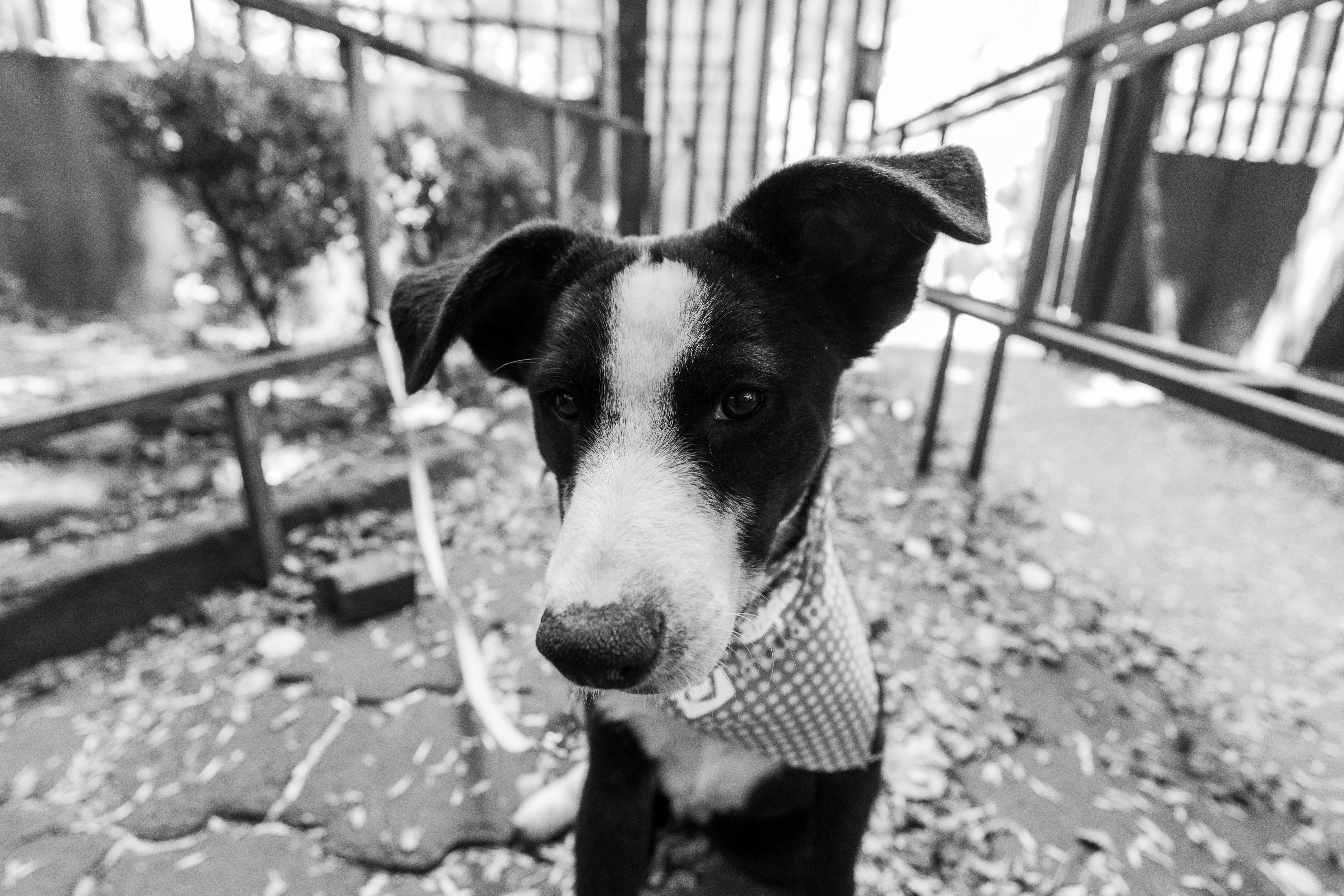 Adoção de Pets em Goiânia