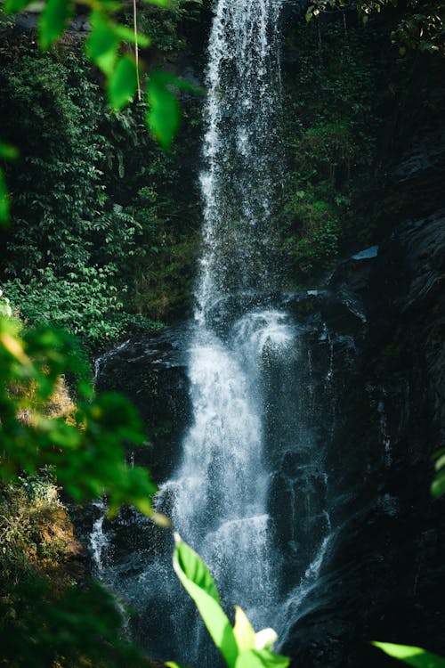 Foto d'estoc gratuïta de aigua que flueix, bosc, cascada