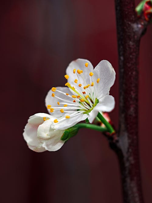 bahar, beyaz yaprakları, bitki içeren Ücretsiz stok fotoğraf