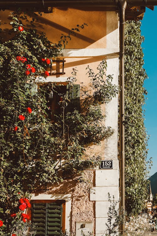 House Building with Ivy and Plants on Walls