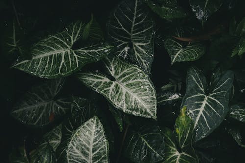 bereketli, beyaz ve yeşil, bitki içeren Ücretsiz stok fotoğraf