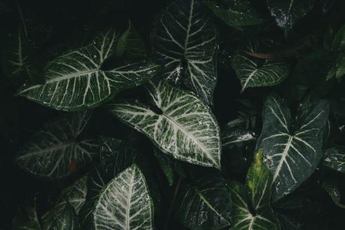 Free A close-up shot of dark green tropical leaves with striking white veins, showcasing natural beauty. Stock Photo