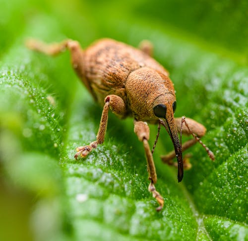 Foto stok gratis alam, beetle, daun hijau