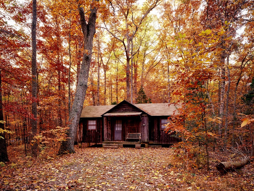 주황색 잎 나무에 갈색 목조 주택