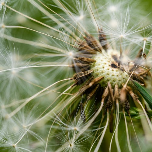 Closeup of Blooming Dandelion Flower