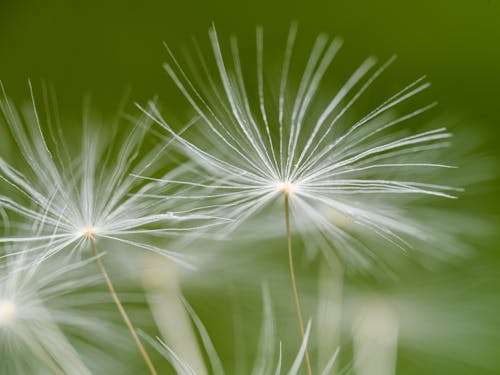 Dandelion seeds blowing in the wind