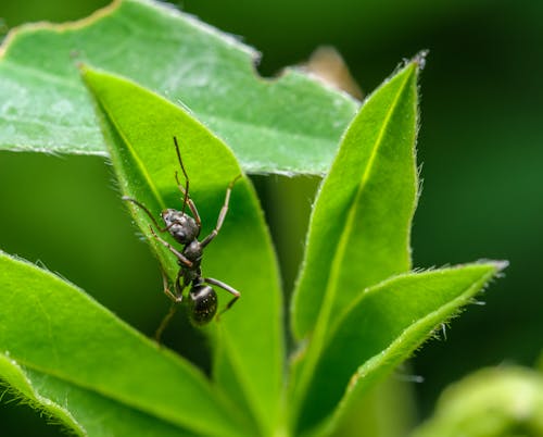 검은 정원 개미, 곤충, 녹색의 무료 스톡 사진