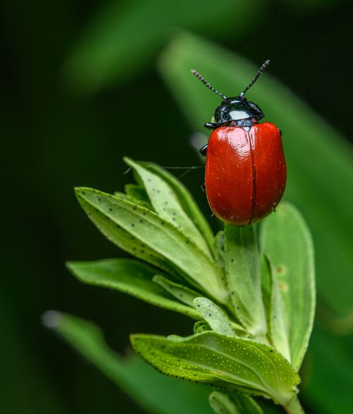 Red Beetles Photos, Download The BEST Free Red Beetles Stock Photos ...