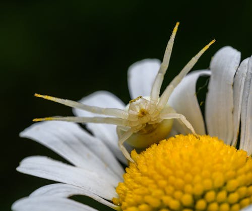 Fotos de stock gratuitas de araña cangrejo flor, araña vara de oro, flor
