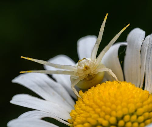 Foto d'estoc gratuïta de aranya cranc de flors, aranya de vara d or, flor