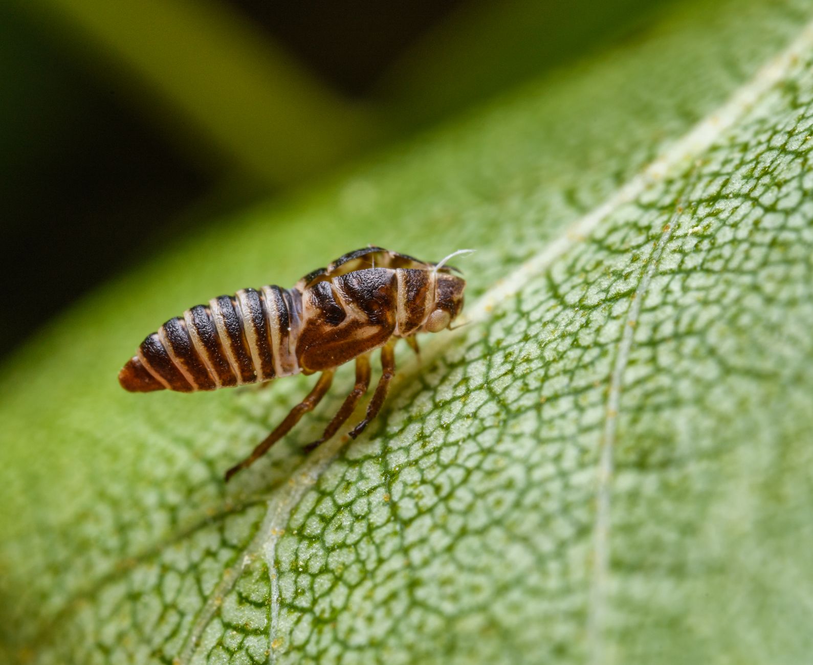 Verdwijnen van één diersoort heeft grotere impact dan gedacht