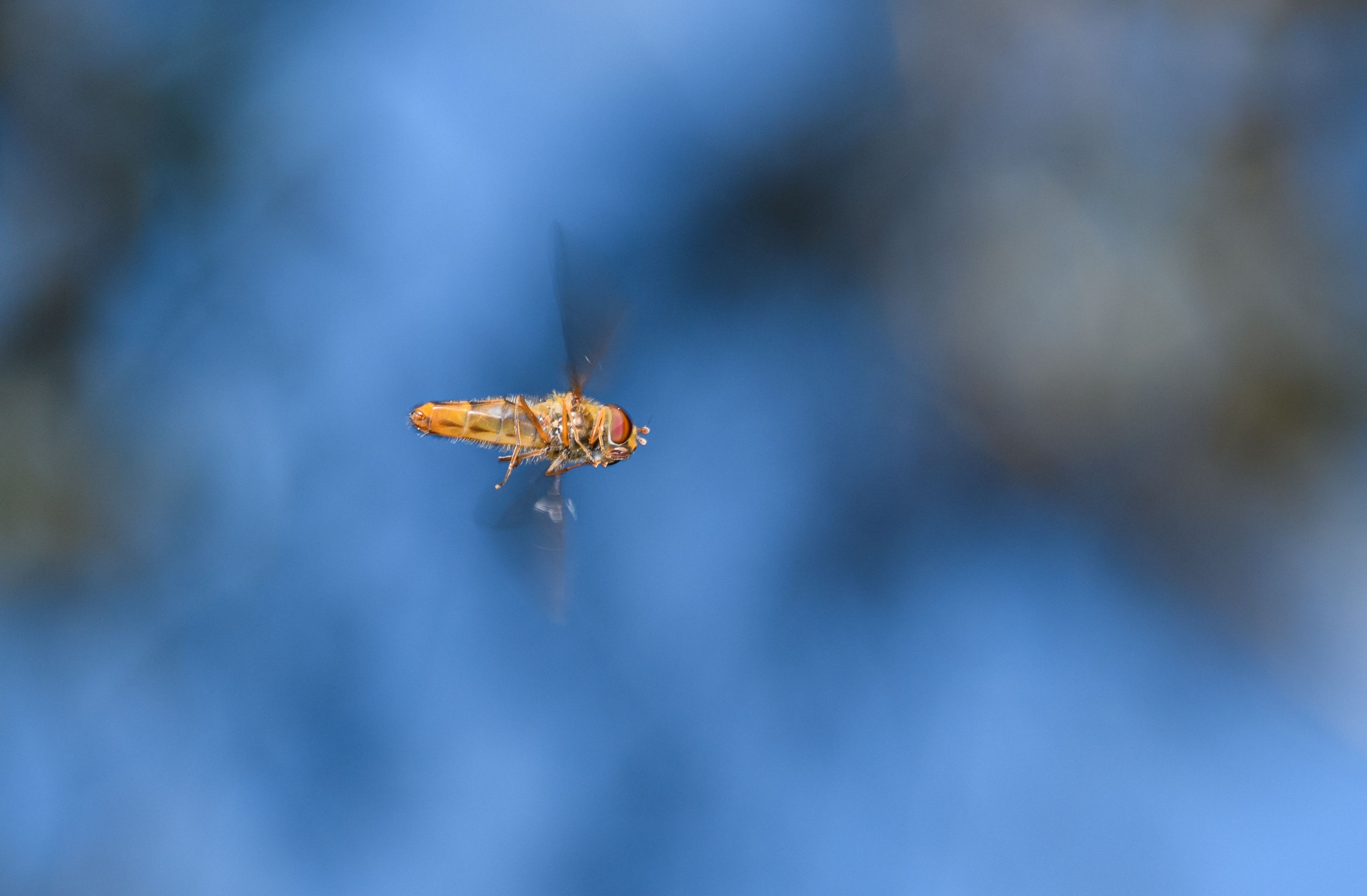 Close-up of a hover fly in flight with a beautiful blue bokeh background, showcasing nature's detail.