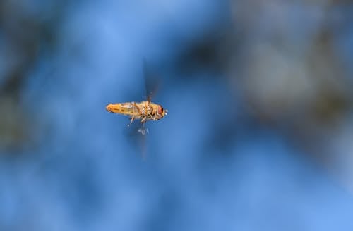 Δωρεάν στοκ φωτογραφιών με αιωρούνται μύγες, έντομο, επιλεκτική εστίαση