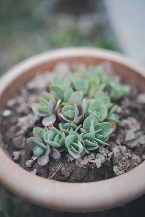 Free A detailed photo of a green succulent plant growing in a clay pot, outdoor setting. Stock Photo