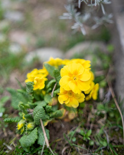 Immagine gratuita di fiori, focus selettivo, giallo