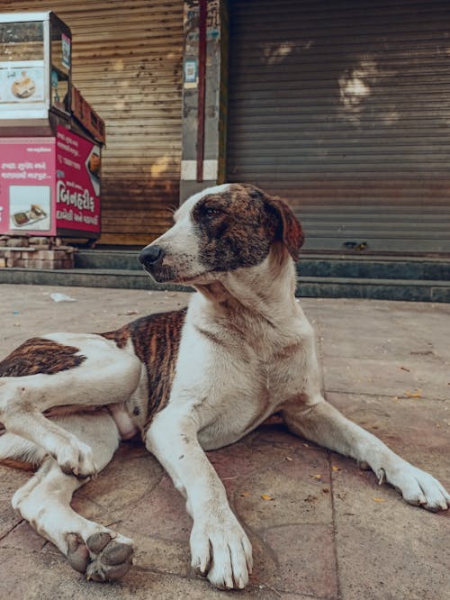 Imagine de stoc gratuită din animal de casă, câine, fotografie de animale