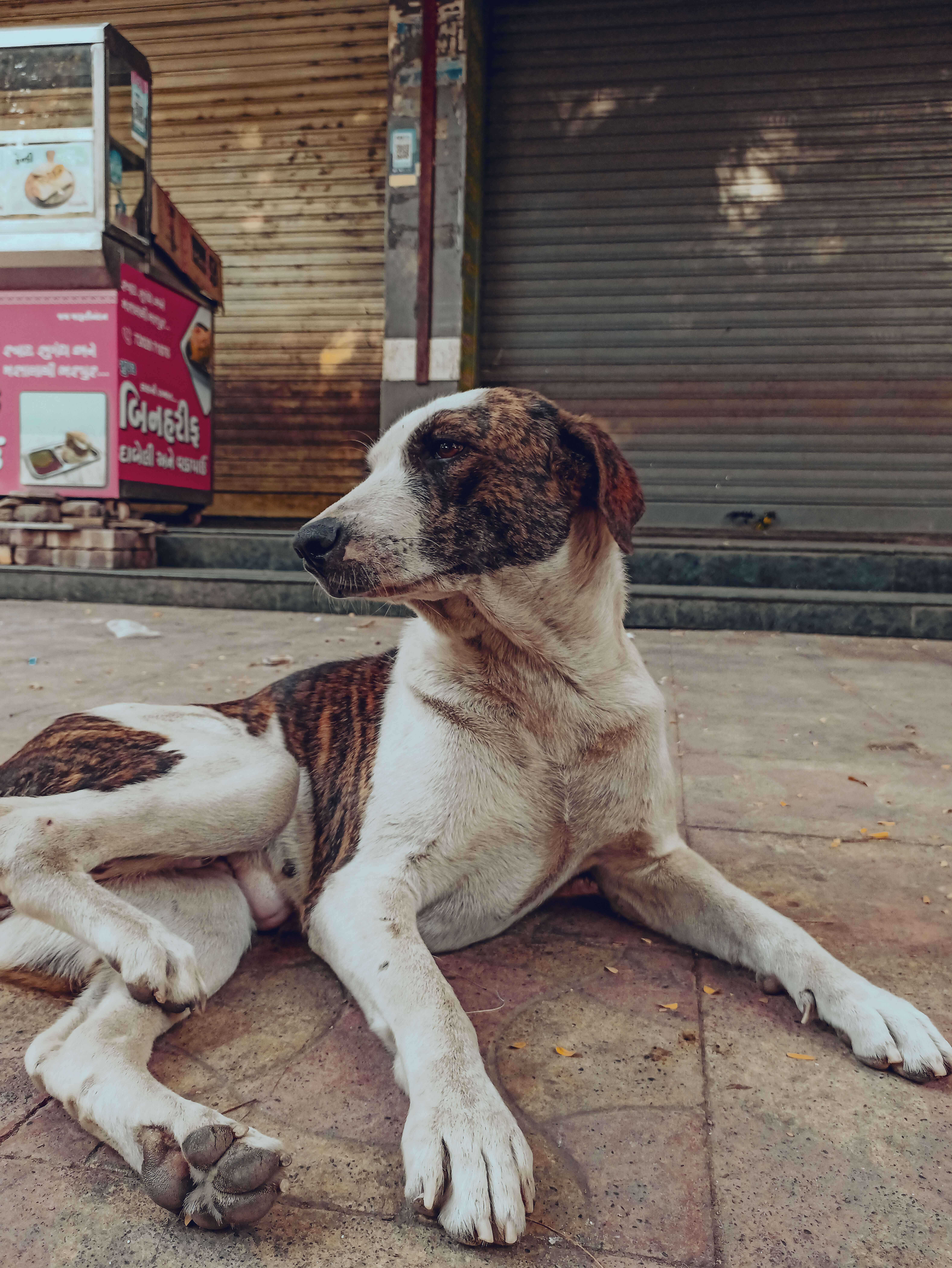A Dog Lying on the Ground · Free Stock Photo