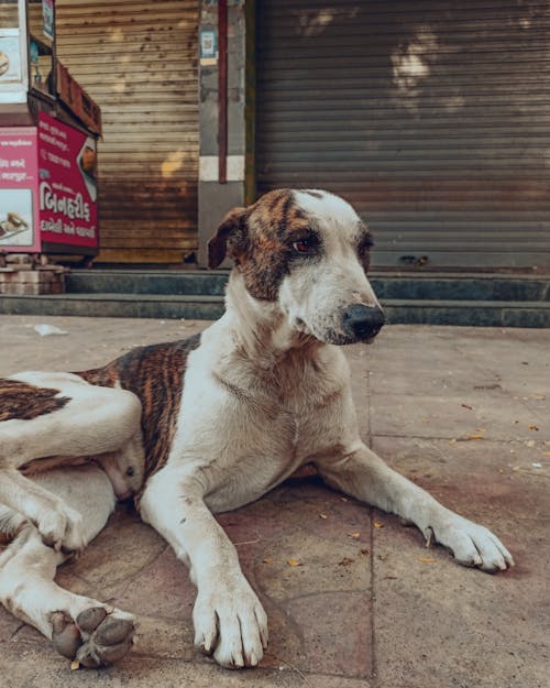動物, 坐, 城市街道 的 免費圖庫相片