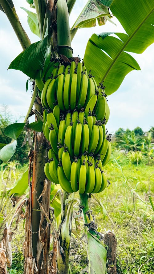 바나나, 바바나, 아프리카의 무료 스톡 사진