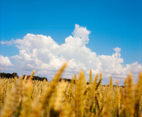 Immagine gratuita di campagna, campo, cereale