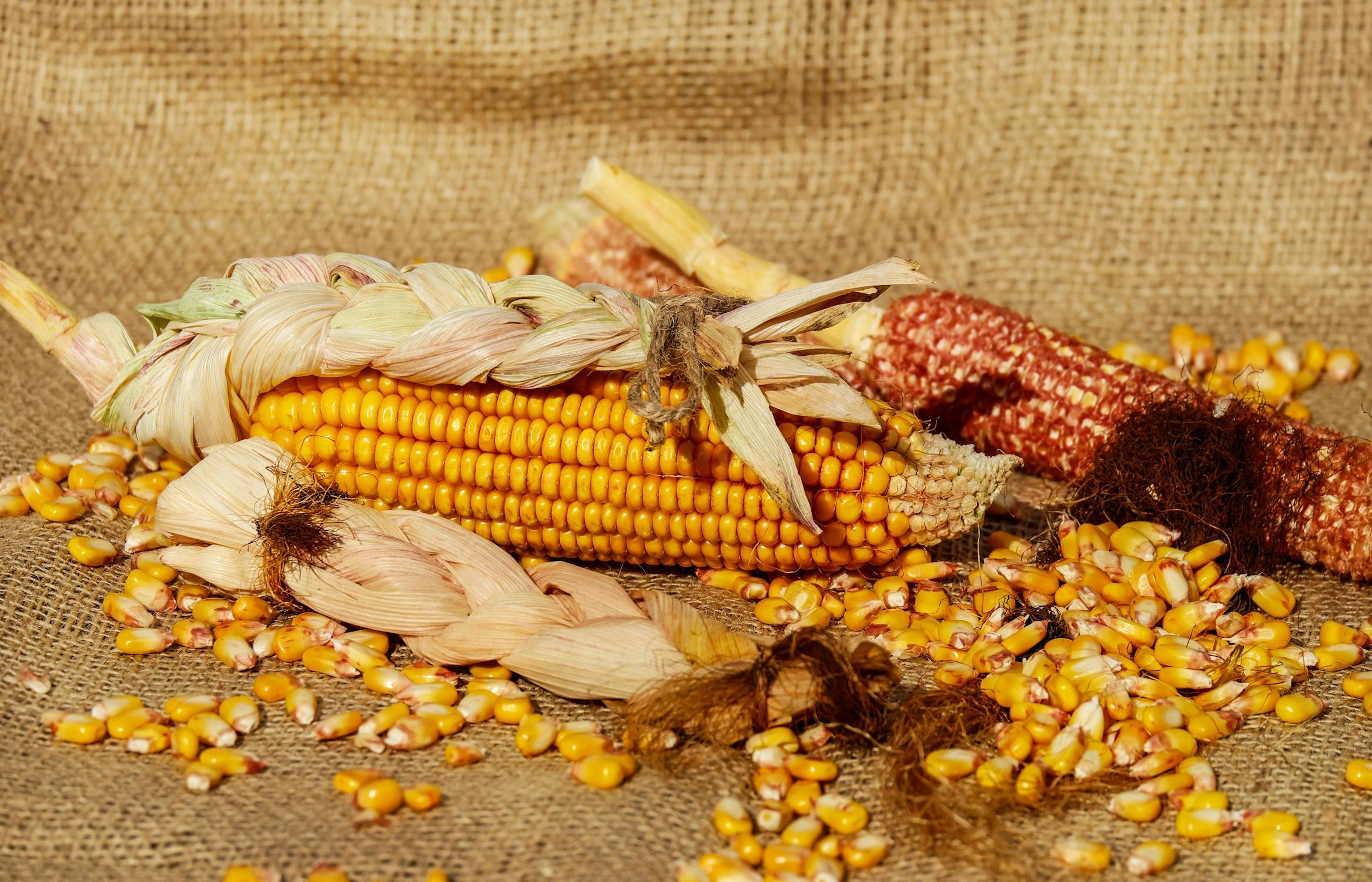 Estudiantes de Querétaro crean bioplástico con base de olote de maíz