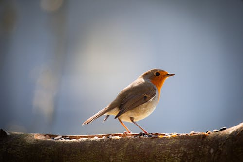 Foto stok gratis alam, binatang, burung