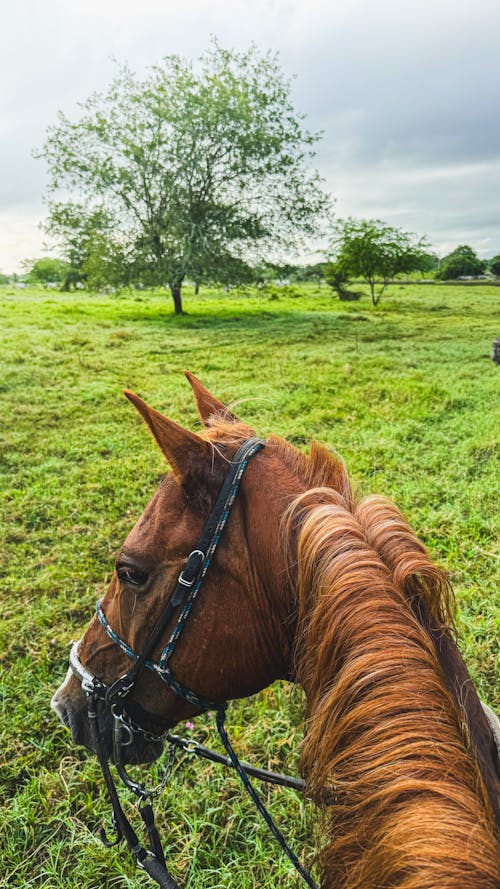 Darmowe zdjęcie z galerii z brązowy koń, brazylia, gospodarstwo
