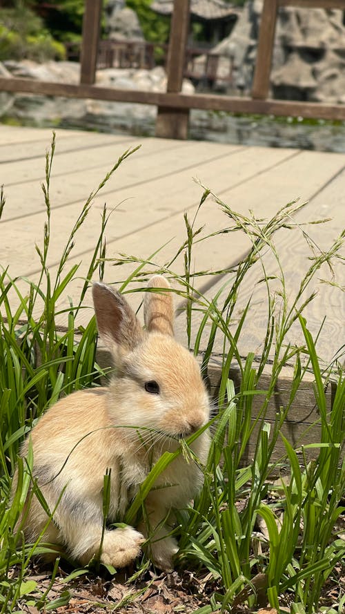 CONFUSED CUTEY BUNNY