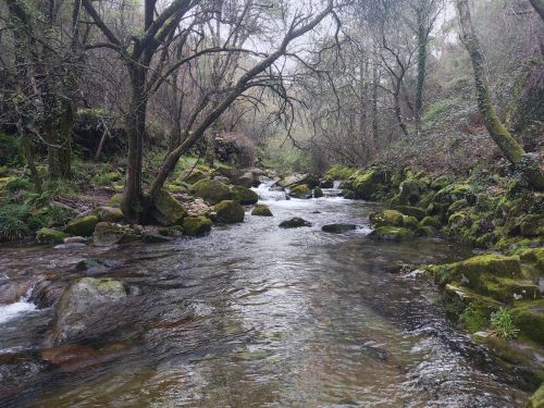 Free Peaceful forest stream in São Pedro do Sul, Viseu, Portugal, surrounded by lush greenery and mossy rocks. Stock Photo