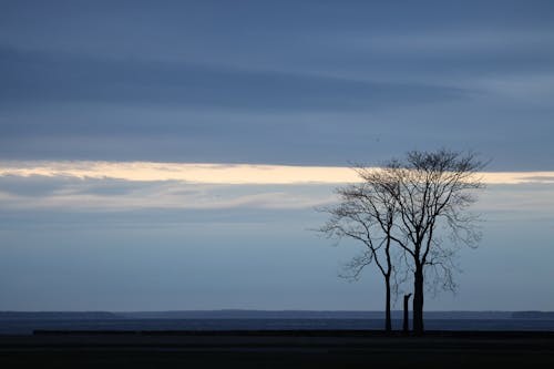 Безкоштовне стокове фото на тему «дерева, море, оголений»