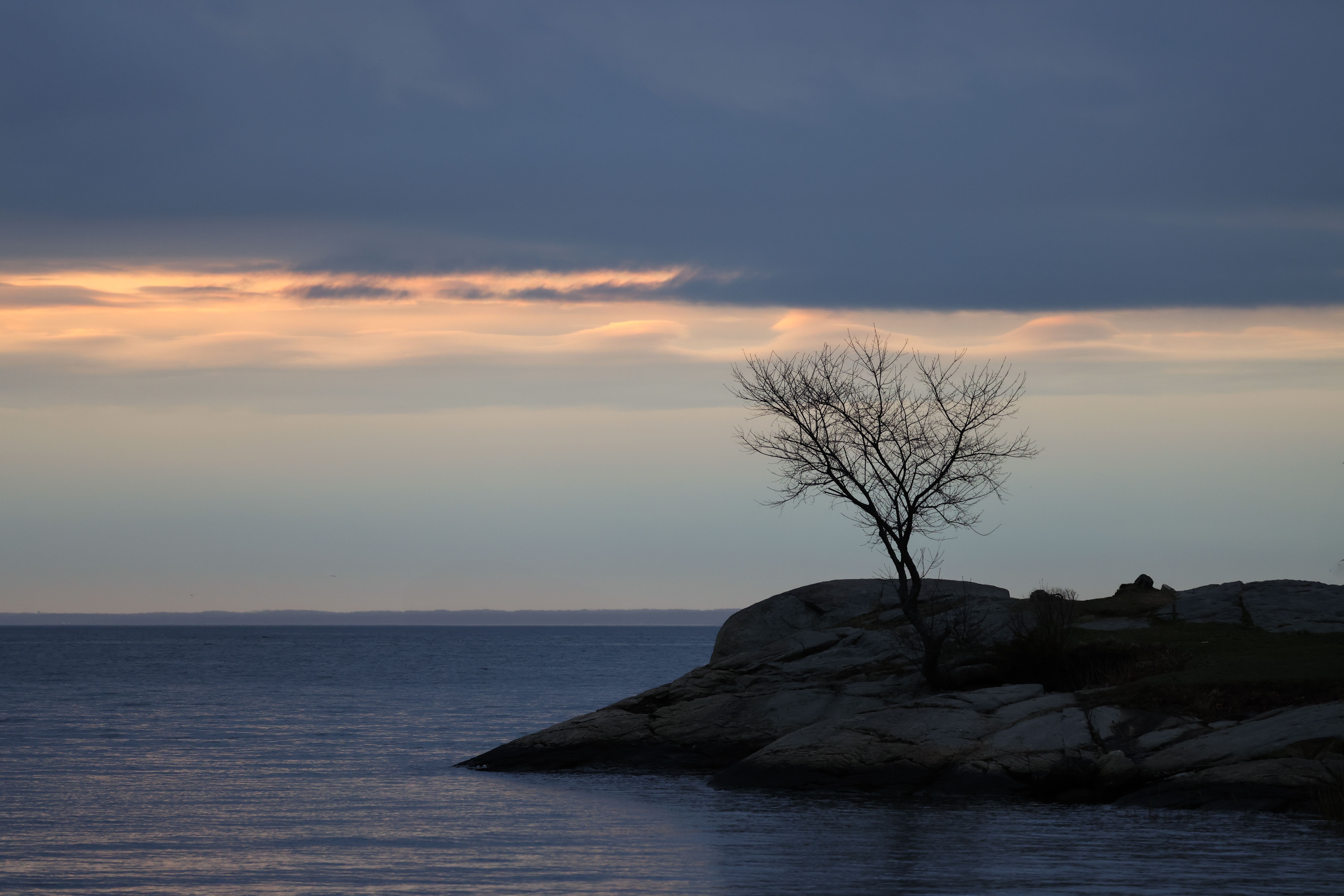 Single Tree Portrait Photos, Download The BEST Free Single Tree ...