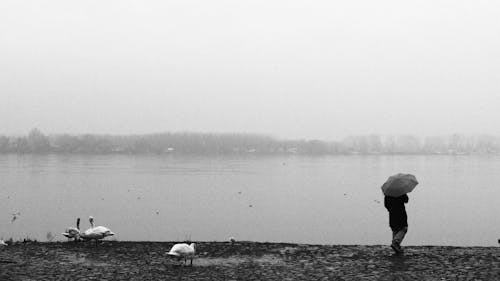 göl kenarı, göl kıyısı, gri tonlama içeren Ücretsiz stok fotoğraf
