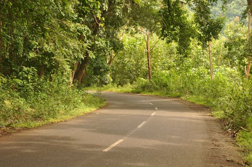 A road in the middle of a forest with trees