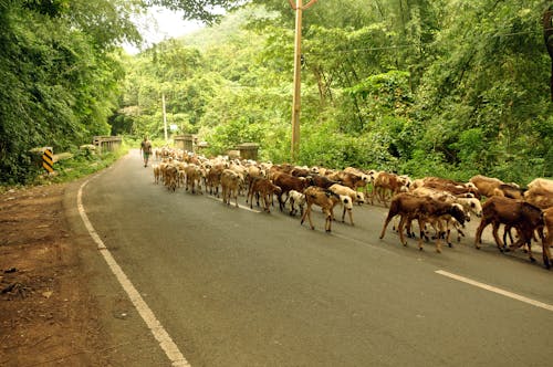 Foto profissional grátis de cordeiros, criação de gado, estrada