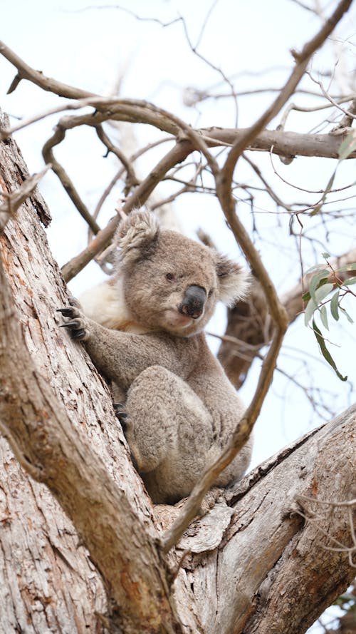 コアラ, 動物, 垂直ショットの無料の写真素材