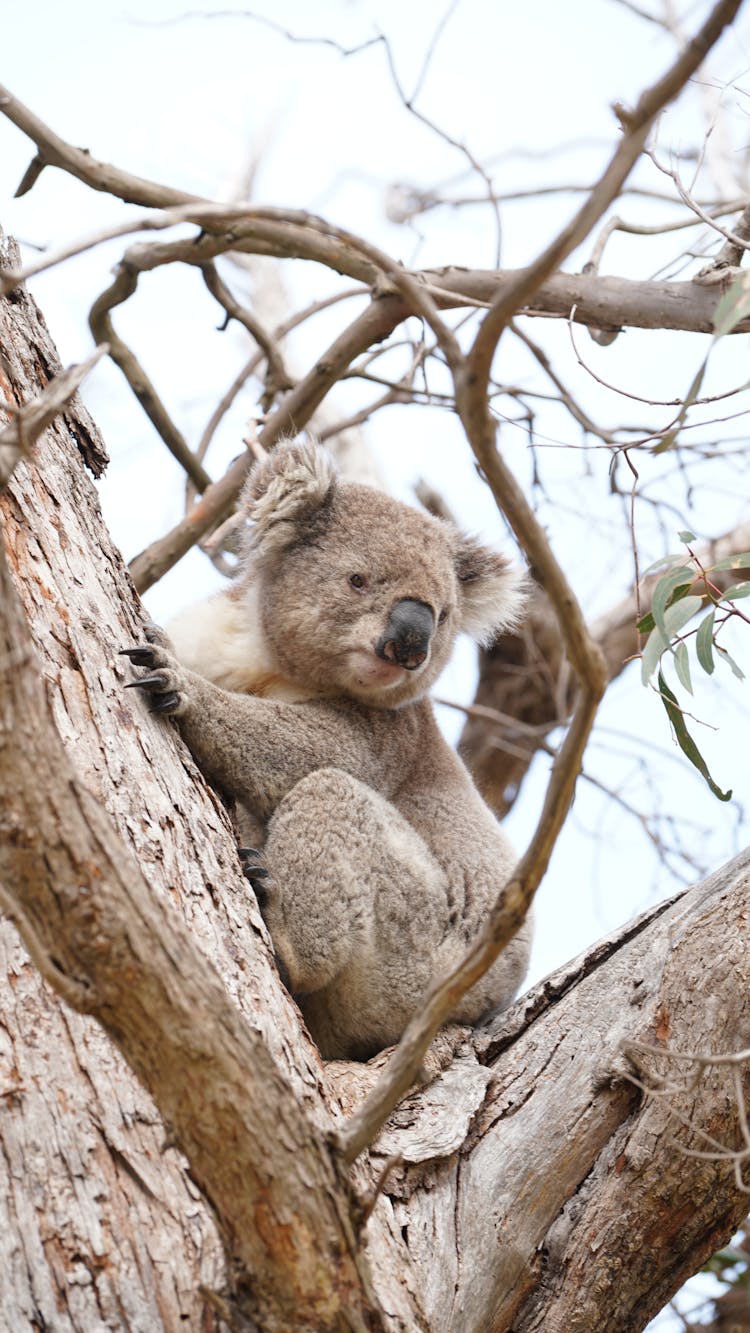 A Koala On A Tree