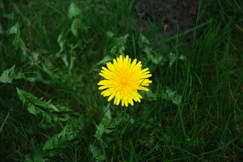 Foto d'estoc gratuïta de dent de lleó, enfocament selectiu, flor