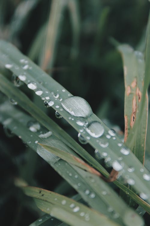 Water droplets on grass with a green background