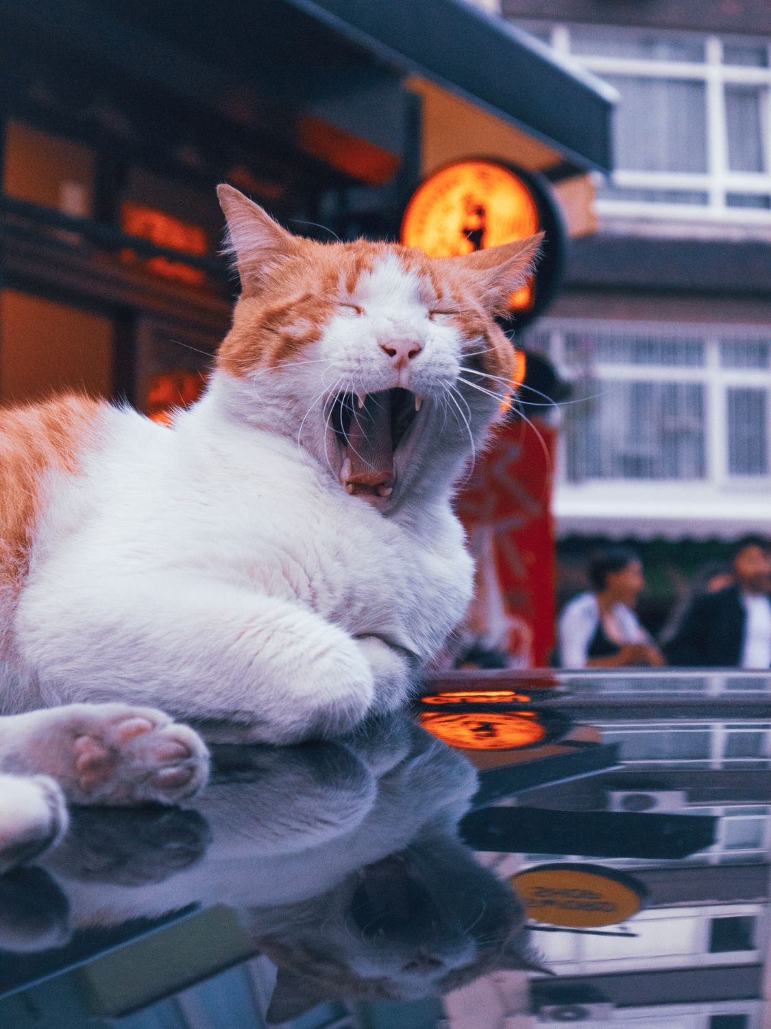 Ginger Cat Yawning · Free Stock Photo