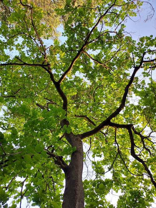 Foto d'estoc gratuïta de arbre, foto amb angle baix, fulles
