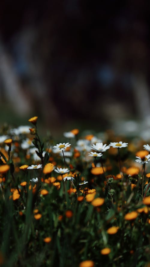 A field of daisies and white flowers